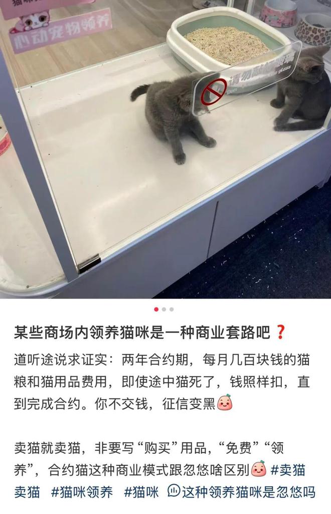 上海女子傻眼！商场里的免费领养，实际要花2万元？卖家称很划算，网友吵翻→