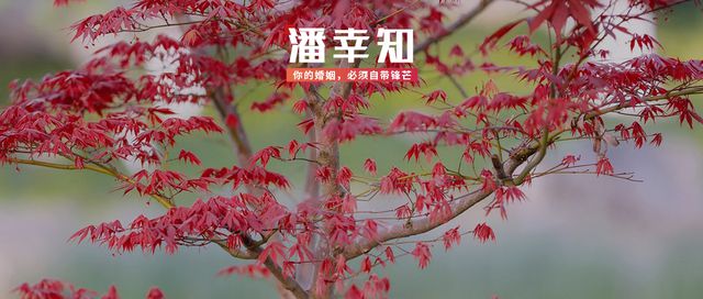 网易漫画：848484内部资料查询-《国色芳华》大女主杨紫，设计揭露丈夫背叛，好上头